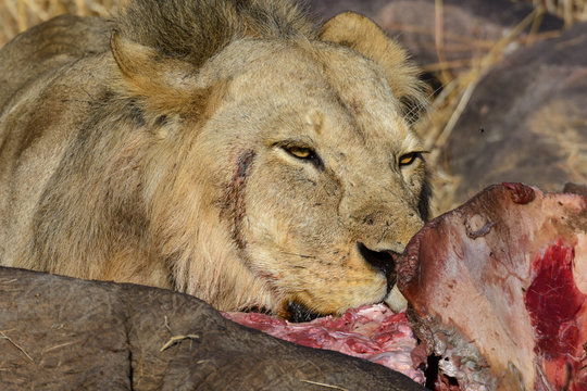Lion (Panthera leo) feeding on an African bush elephant (Loxodonta africana) that thay hunted. Ruaha National Park. Tanzania