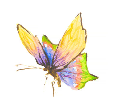 Isolated watercolor colorful butterfly on white background. Beautiful fragile creature for decoration.