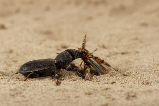 Closeup black beetle (Scarites bucida) caught the grasshopper on sand in desert. Jungle law