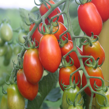 pomodori piccoli rossi a grappolo su ramo