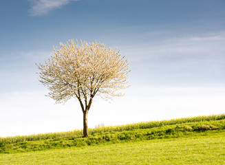 Fototapeta na wymiar Landscape with a flowering tree