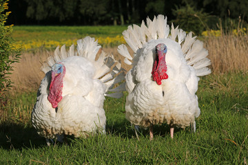 Zwei balzende weiße Truthähne auf grüner Wiese in Freilandhaltung
