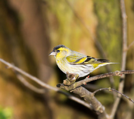 Eurasian siskin sitting on a twig