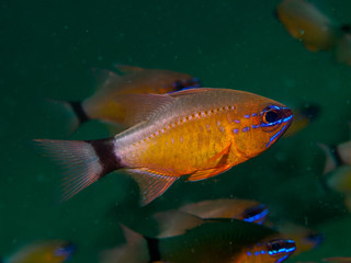 gobyfish under the sea