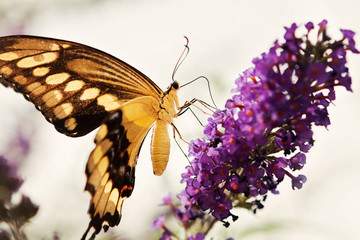 Yellow and Black Butterfly