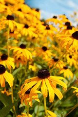 Yellow Flowers on a Blue Sky