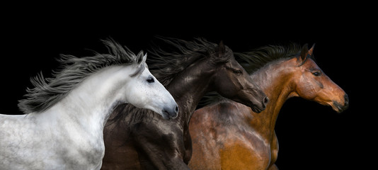 Horses portrait run isolated on black background - obrazy, fototapety, plakaty