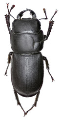 Lesser Stag Beetle on white Background  -  Dorcus parallelipipedus (Linnaeus, 1758) 