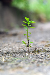 pflanze im asphalt