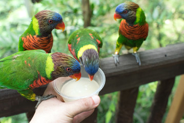 Feeding colorful birds (rainbow lorikeets) © wooooooojpn