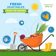 Colorful vector illustration of different fresh, ripe, delicious vegetables from the garden in orange wheelbarrow