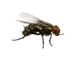 fly on a white