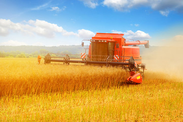 Obraz premium Combine working in field