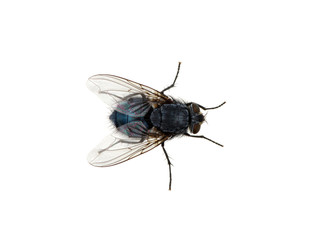fly on a white