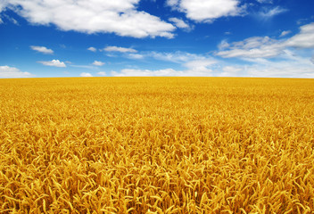 wheat field and sky