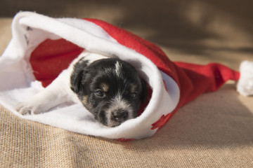 santa claus puppy - Jack Russell Terrier