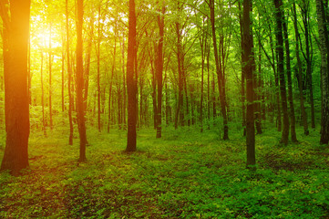 Obraz premium Forest and sun