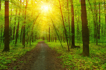 Forest and sun