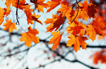 autumn leaves on sky
