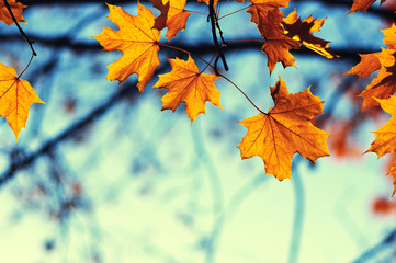 Obraz na płótnie Canvas autumn leaves on sky