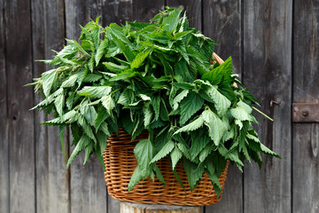 Basket of freshly picked nettles on dark wood background.