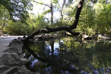 Озеро в Воронцовском парке в Алупке