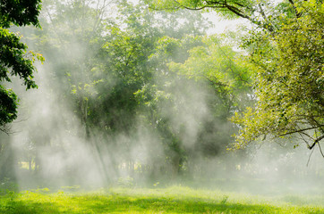 Fototapeta premium light through the trees in fog ,Rays Of Light , sun beam