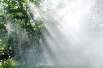 Fototapeta premium light through the trees in fog ,Rays Of Light , sun beam