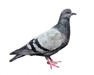 Feral Grey Pigeon