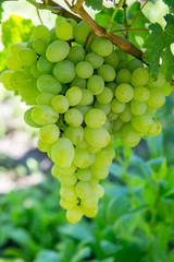 bunch of ripe grapes