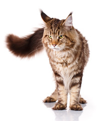 brown Maine Coon standing on four legs on a white background