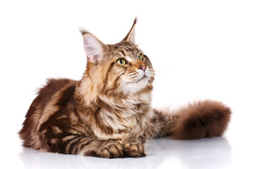 brown Maine Coon cat lying on white background