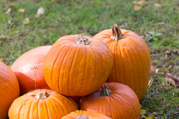 Orange pumpkins for Halloween Party