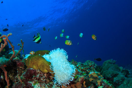 Fototapeta Coral reef and fish. Sea Anemone and Clownfish
