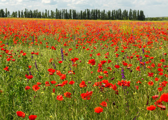 Blooming field of red poppies.