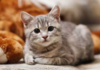 gray pussy is interesting