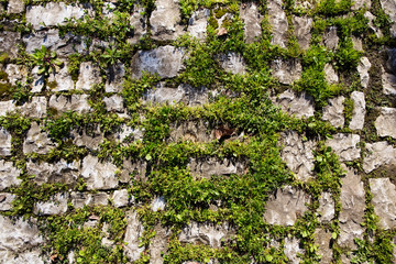 Old cobblestone pavement with moss growing between stones