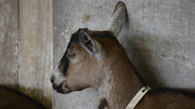 Capra Platischis Taipana