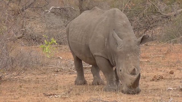 white rhino eating grass during the dry season in kruger national park