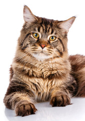 portrait Maine Coon cat With long brown wavy hair