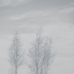 Fototapeta na wymiar birch trees
