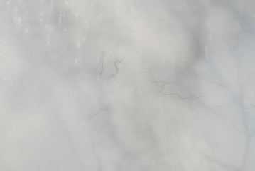 trees and branches in the fog
