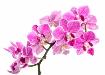 branch of pink orchids isolated on a white background