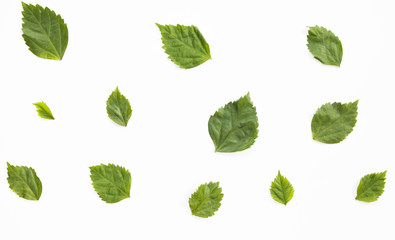 Patterns with leaves on white background, top view.