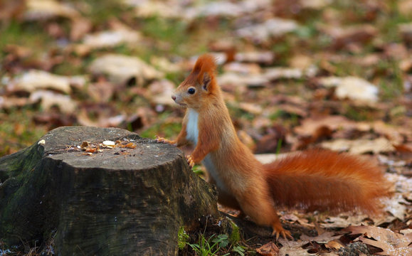 Squirrel Proping on the Stump