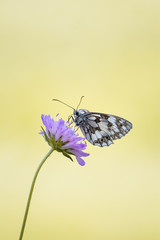 Melanargia galathea (weiblich)