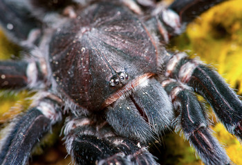 Selenocosmia javanensis tarantula