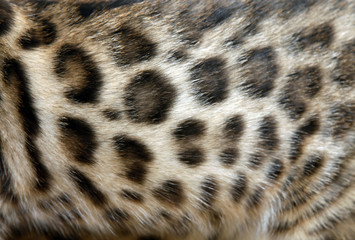 Fur Bengal cat