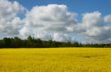 Blooming canola field.