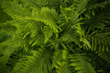 Fototapeta na wymiar Green fern close up.